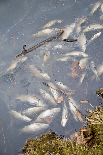 1000s of Fish killed in Lincolnshire